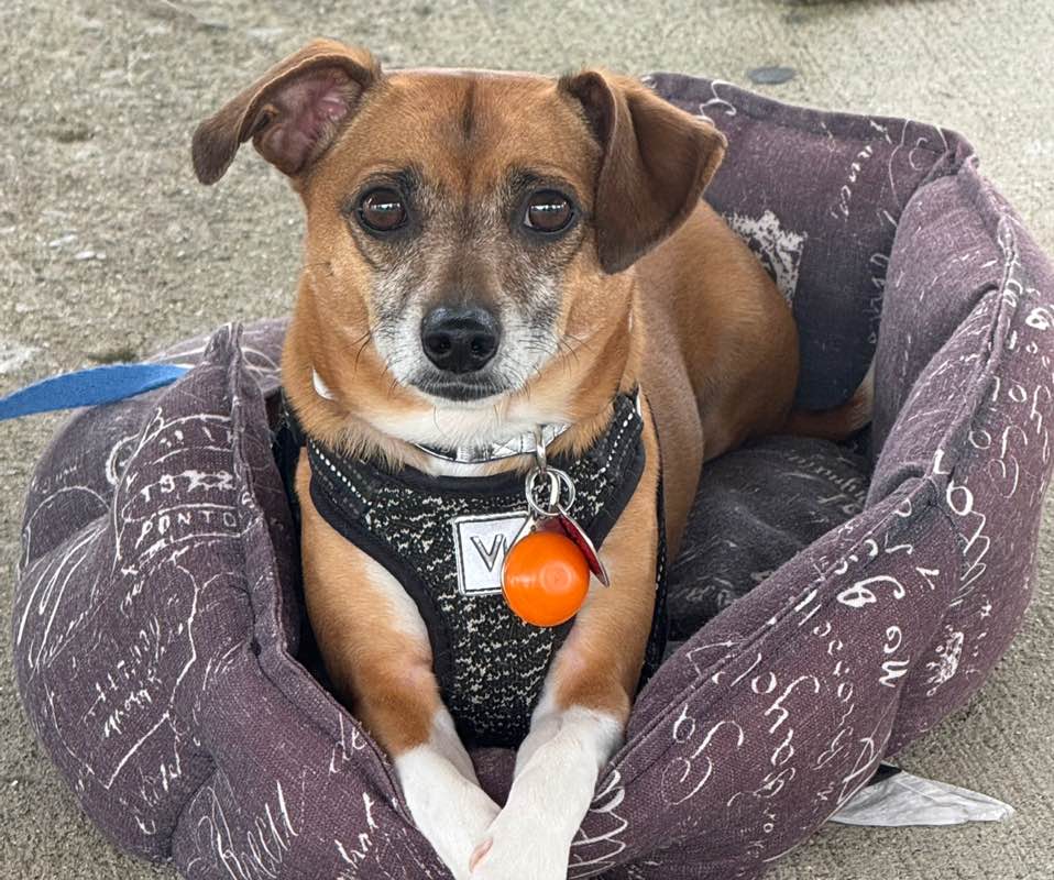 Lil Britches2(aka Duke) 🐾🐕🦃🌽 profile