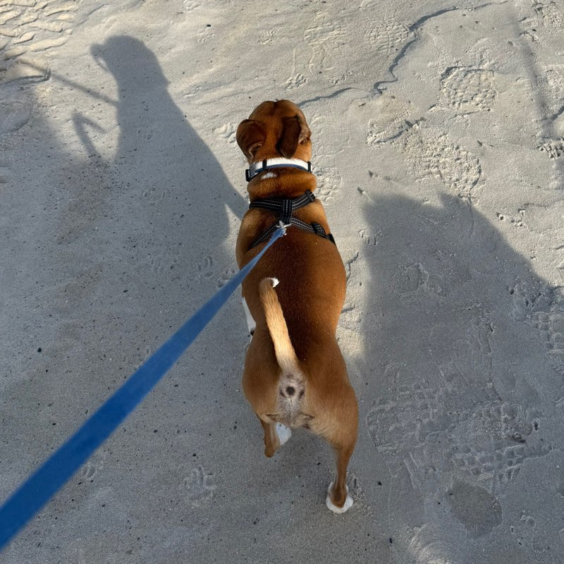 Lil Britches2(aka Duke) 🐾🐕🎅🏻 profile