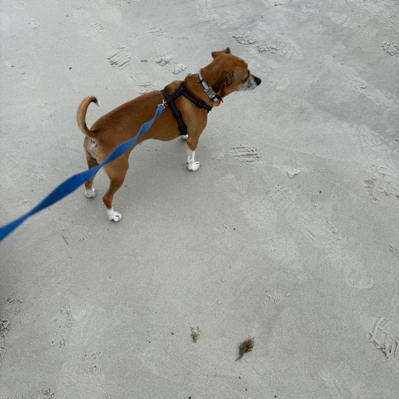 Lil Britches2(aka Duke) 🐾🐕🎉 profile