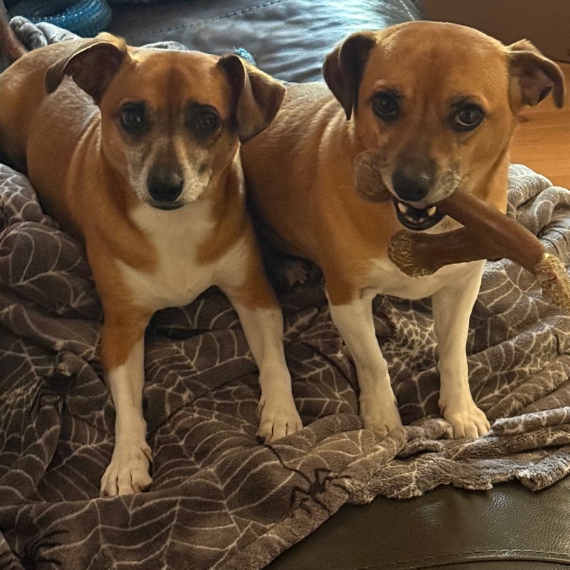 Lil Britches2(aka Duke) 🐾🐕💘 icon