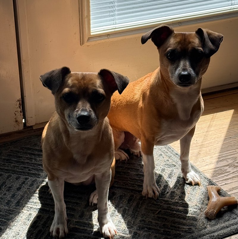 Duke & Lola 🐾🐕🐕