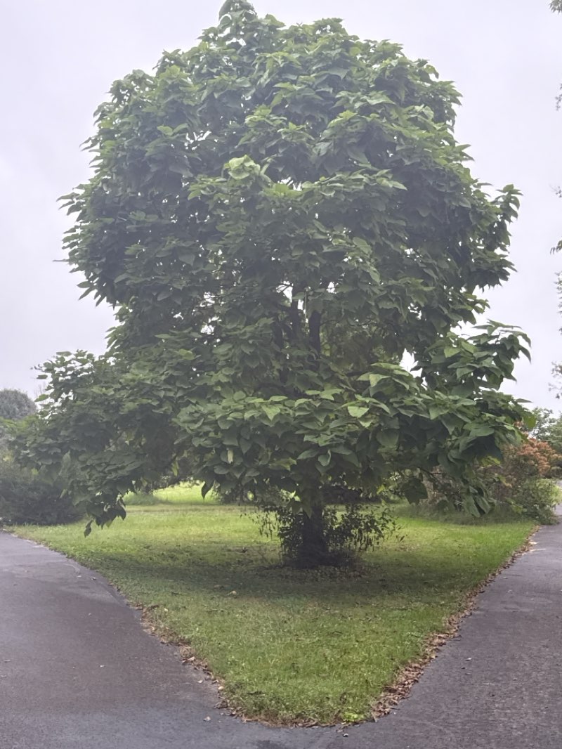 walking near me in Charleston Gardens Park in autumn