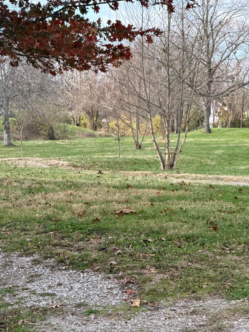walking near me in The Big Stream Park in autumn