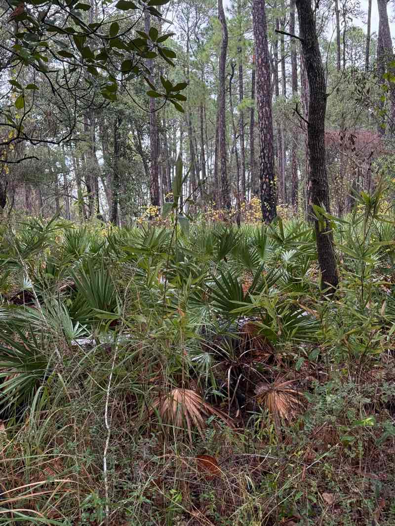walking near me in Dauphin Island Audubon Bird Sanctuary in winter