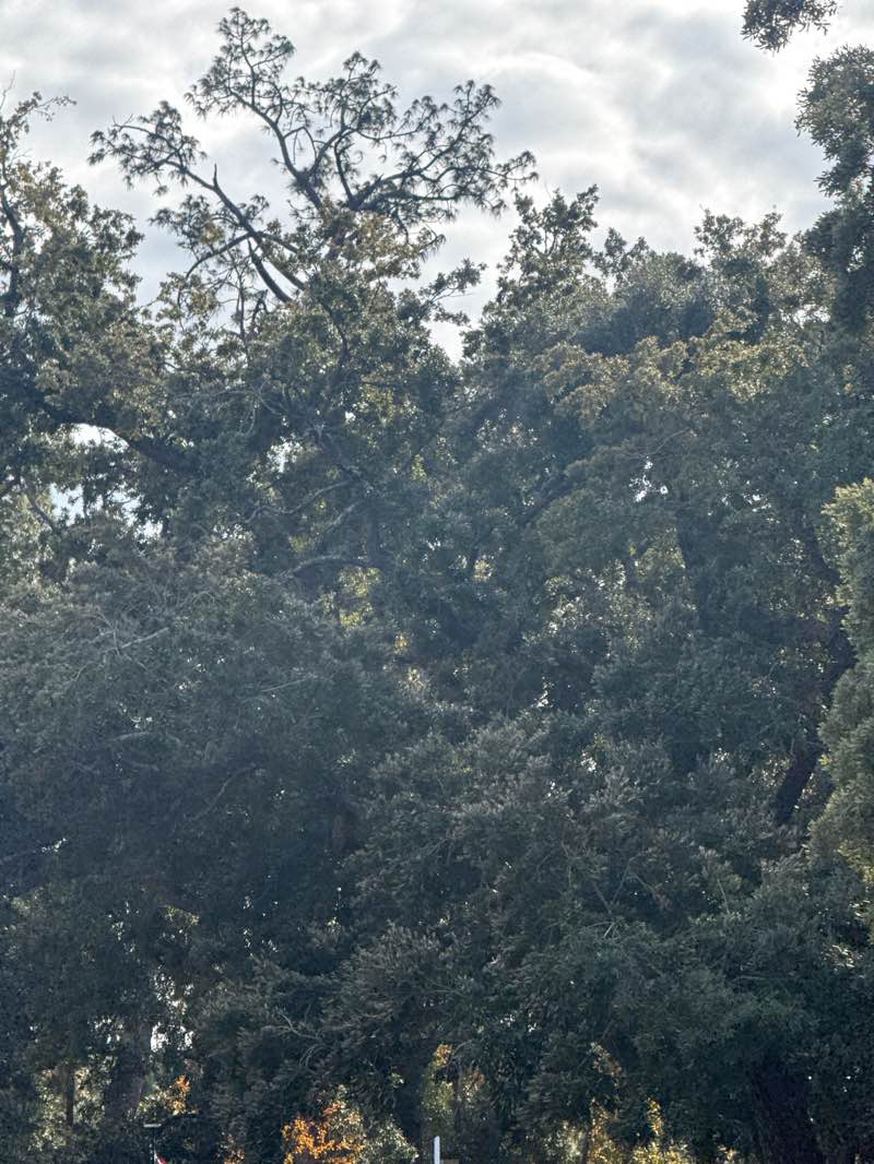 walking near me in Dauphin Island Audubon Bird Sanctuary in winter