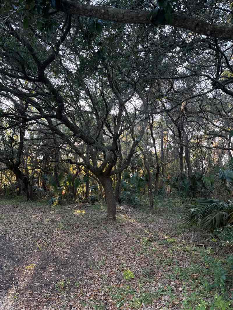 walking near me in Indian Shell Mound Park in winter