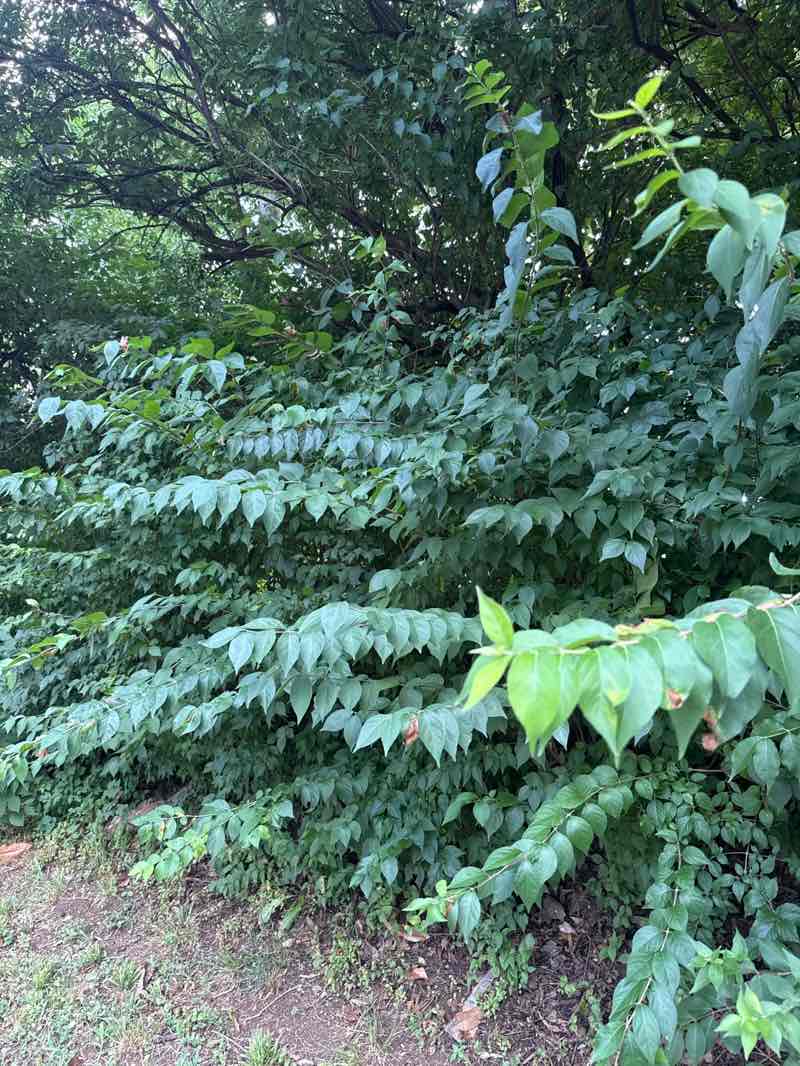 walking near me in Kirklevington Park in autumn