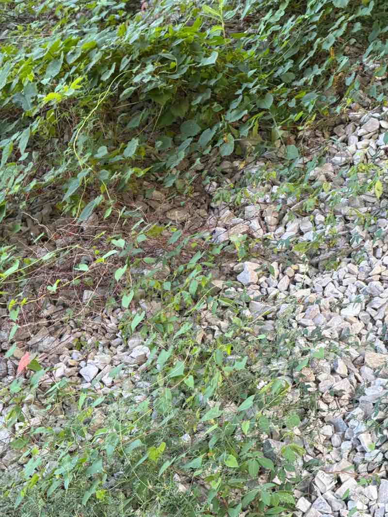 walking near me in Old US 127 Park in autumn