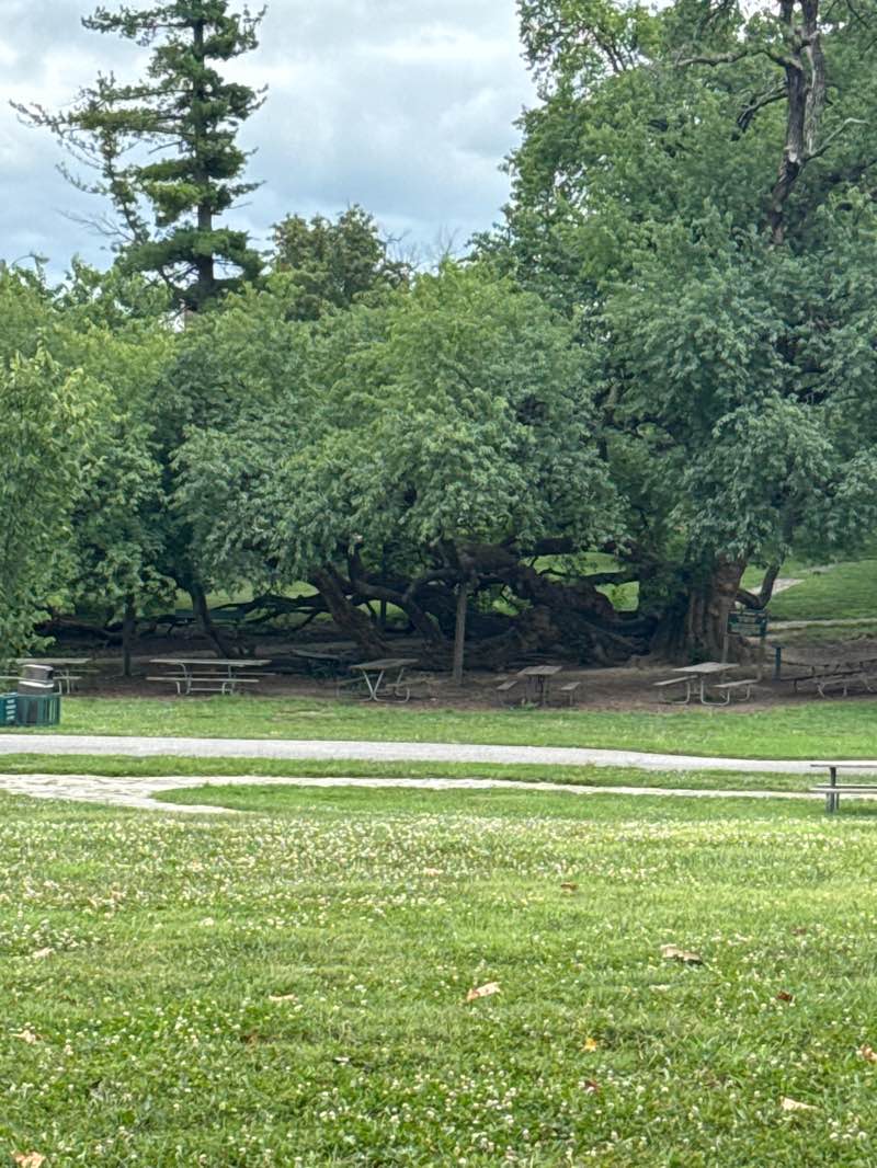 walking near me in Old Fort Harrod State Park in autumn