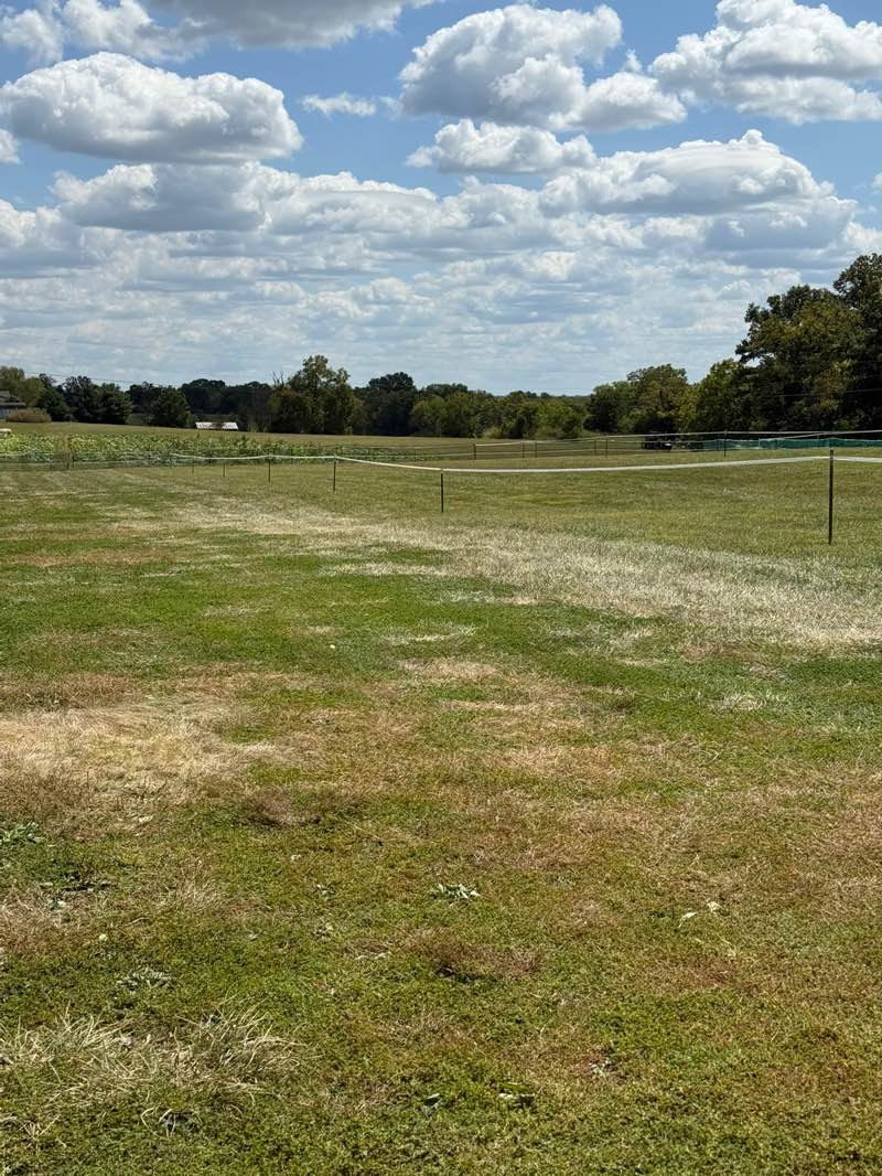 walking near me in Eckert's (Boyd's) Orchard in autumn