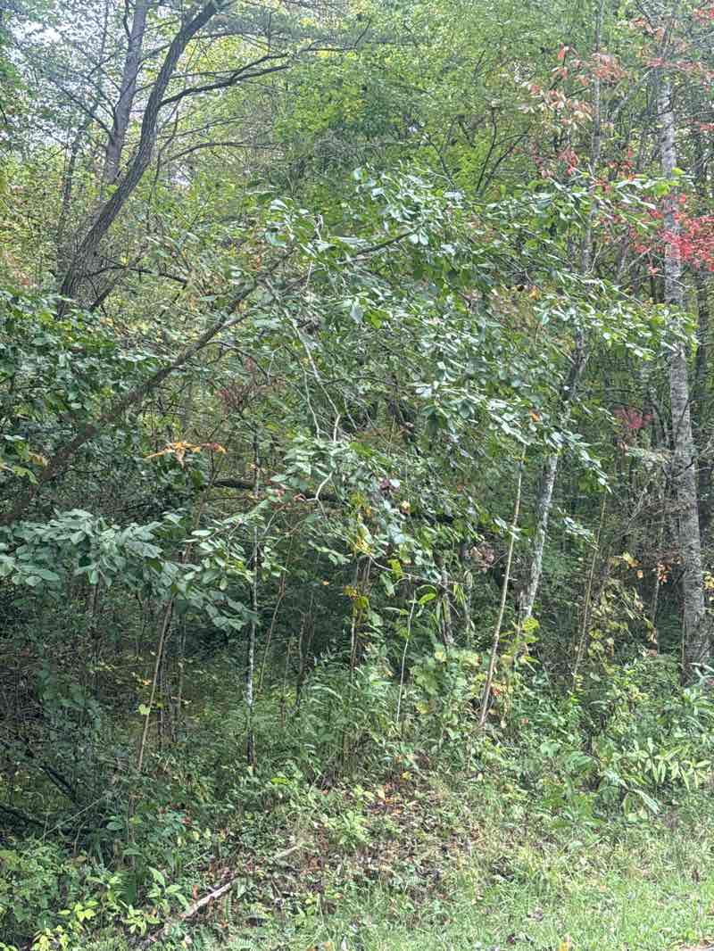 walking near me in Norman Maney Recreation Park in autumn