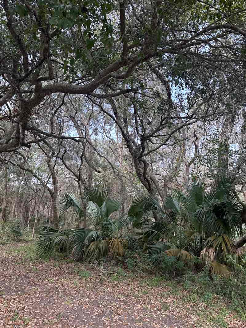 walking near me in Indian Shell Mound Park in winter