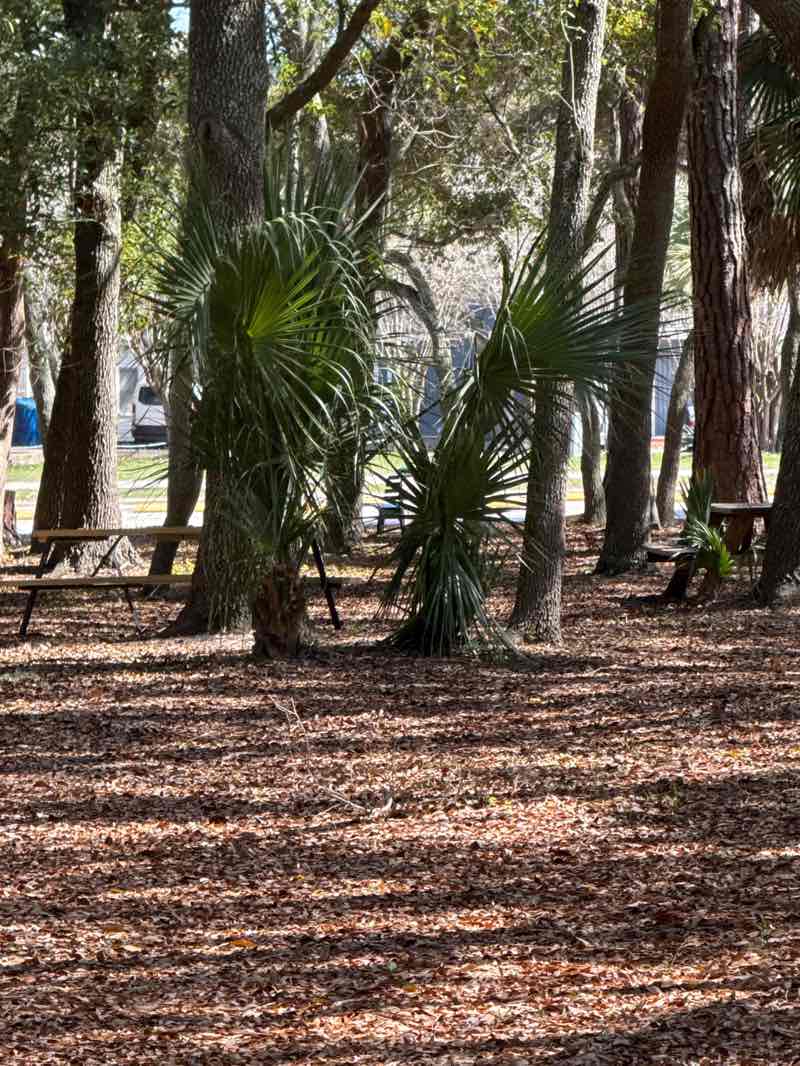 walking near me in Green Park in spring