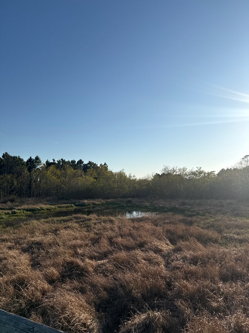 walking near me in Dauphin Island Audubon Bird Sanctuary in spring