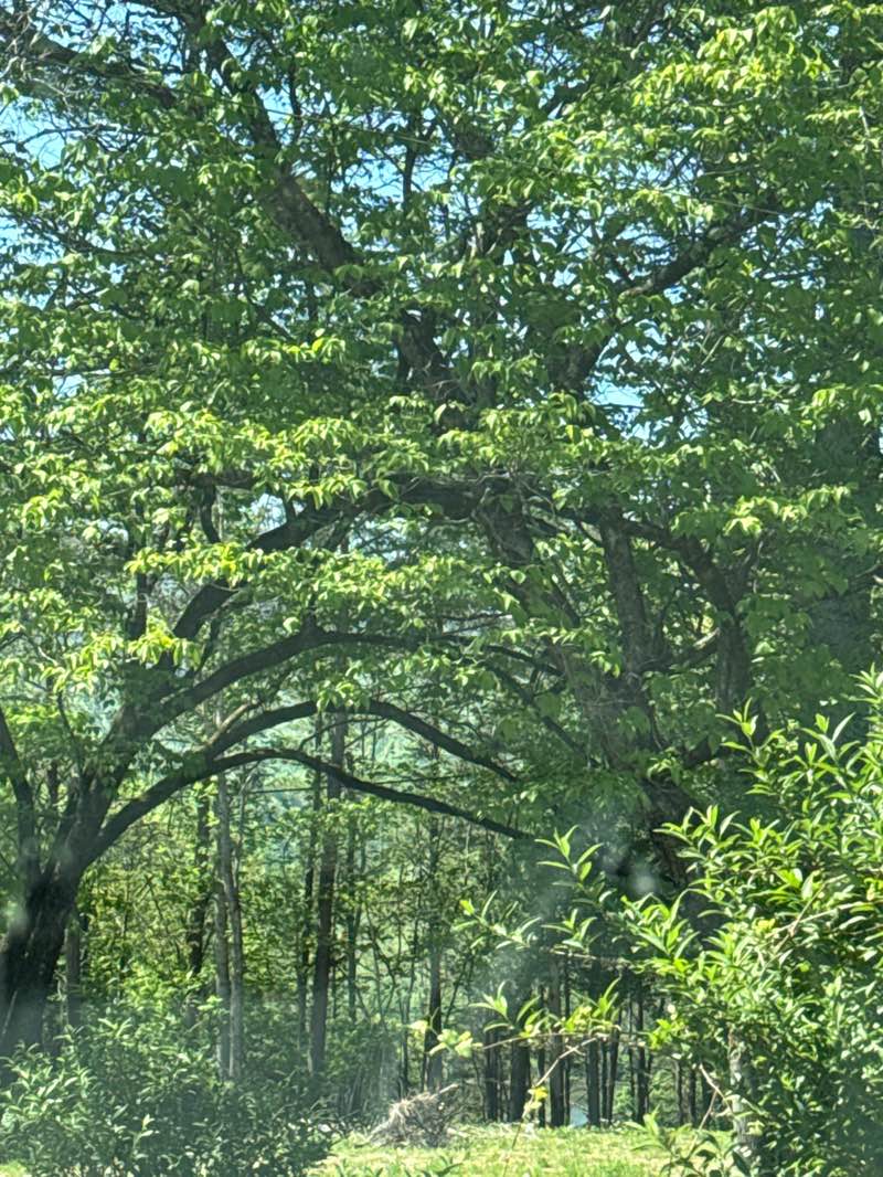 walking near me in Cove Lake in spring