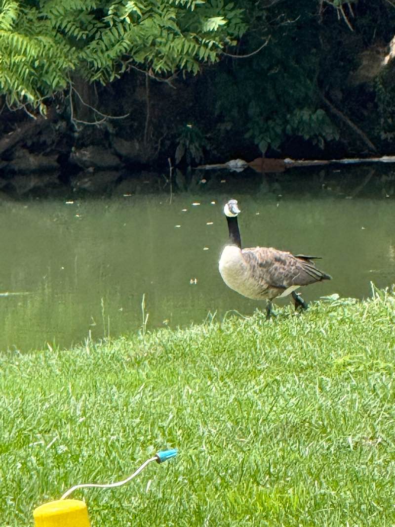 walking near me in Oser Landing Park in summer