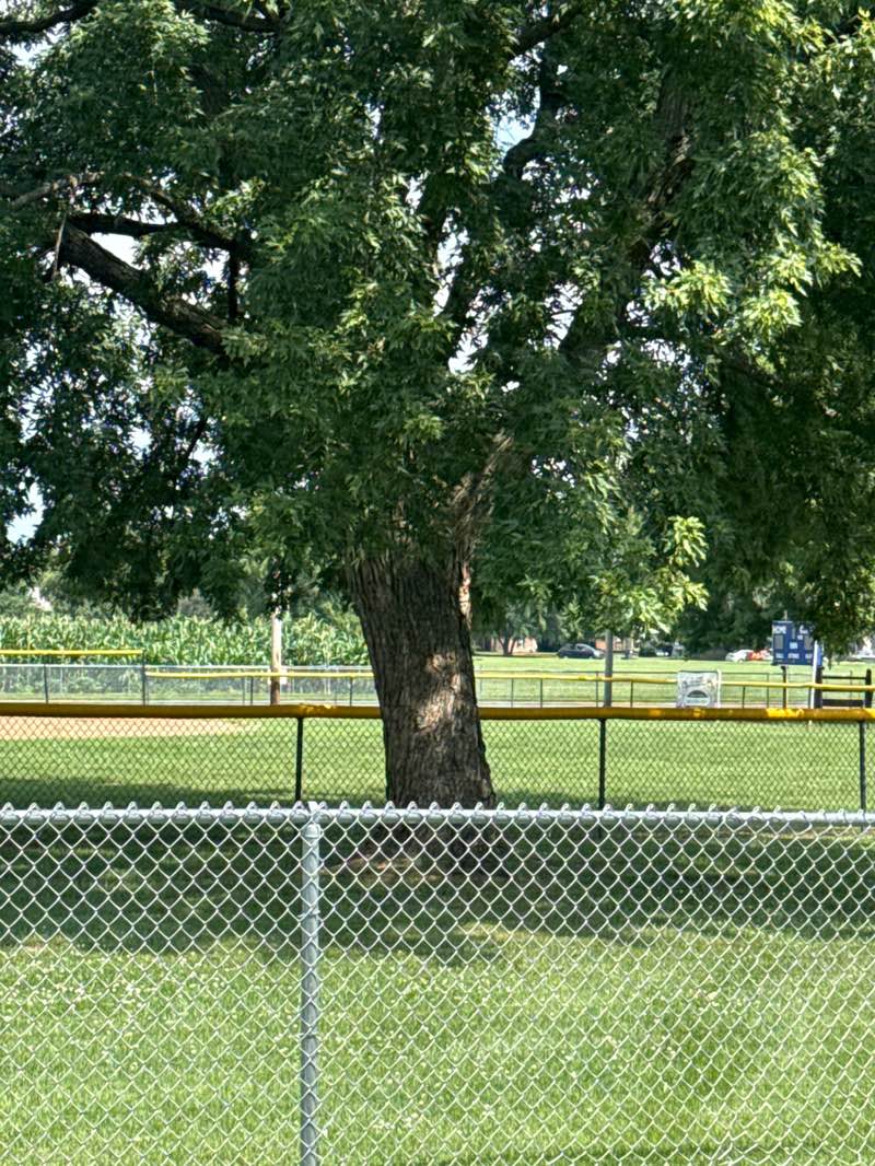 walking near me in Kessler Park in summer
