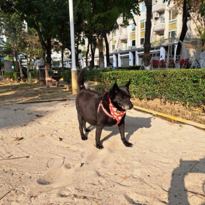 August Steps Challenge 終點站 post image