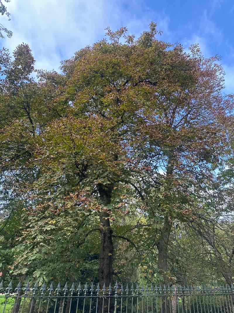 walking near me in Corporation Park in autumn