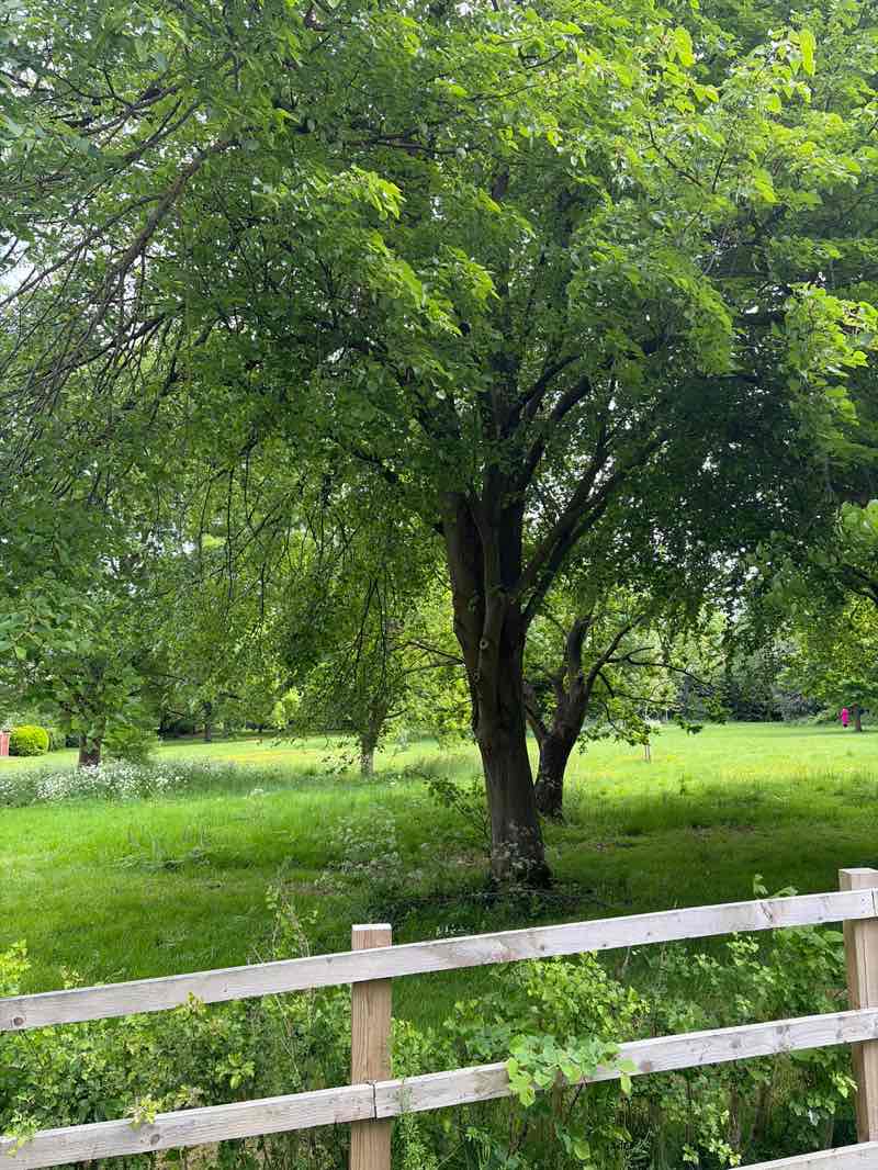 walking near me in Miss Machin's Field in summer