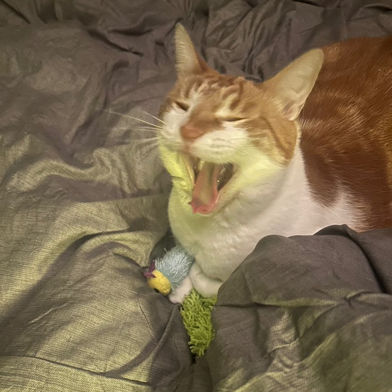 Pablo V