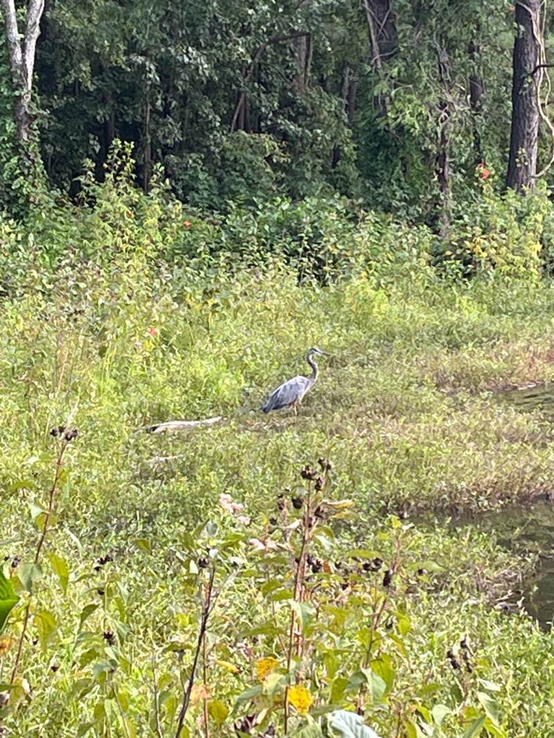 walking near me in Apex Community Park in winter