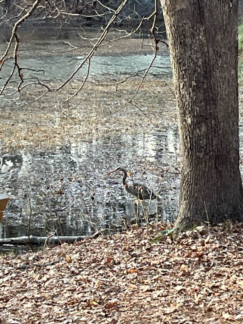 walking near me in Apex Community Park in spring