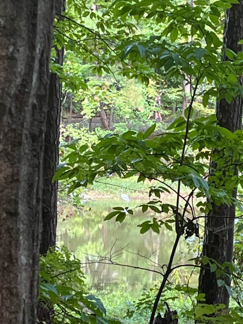 walking near me in Apex Community Park in autumn