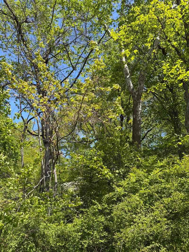 walking near me in Grover Cleveland Park in spring