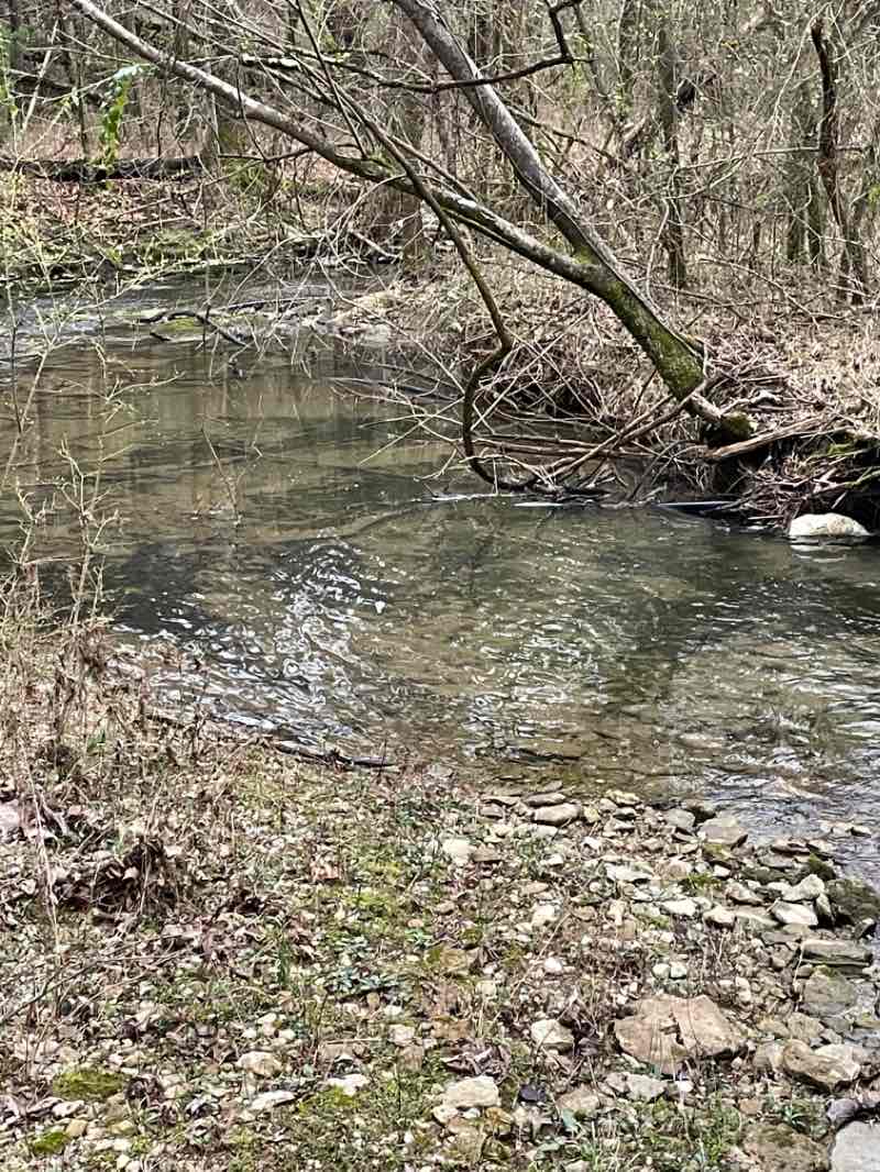 walking near me in Long Hunter State Park Bryant Grove Area in winter