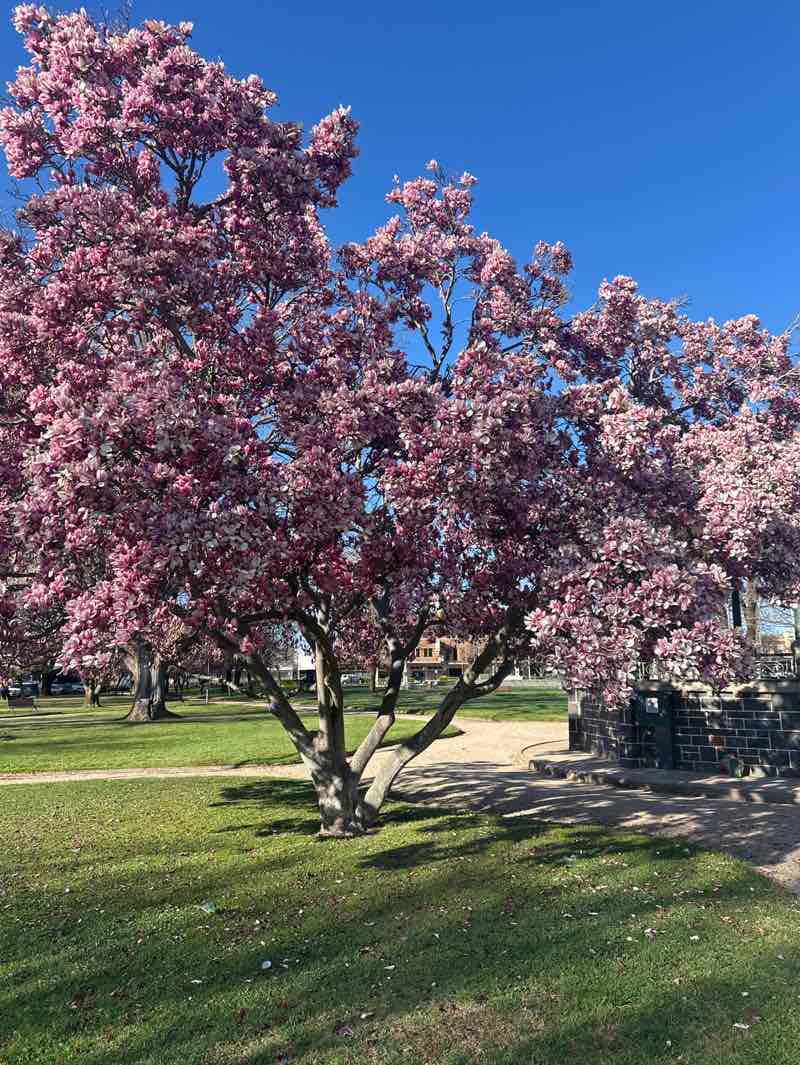 walking near me in Robertson Park in spring