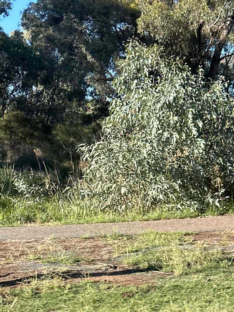 walking near me in Rotary Park in autumn
