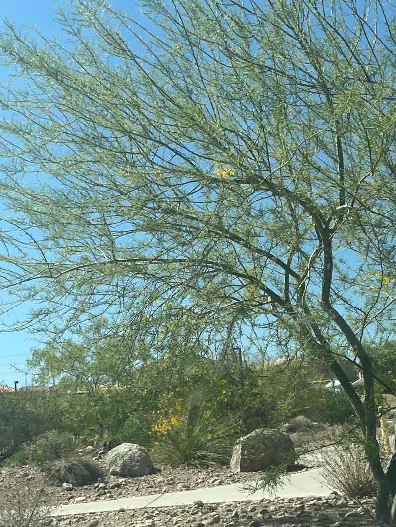walking near me in Cougar Creek Park in spring