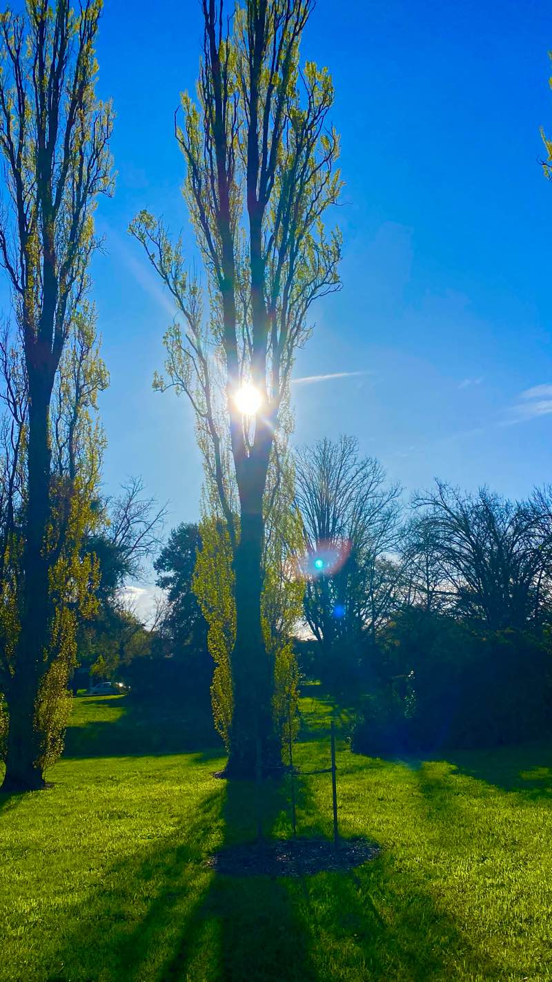walking near me in Acton Park in summer