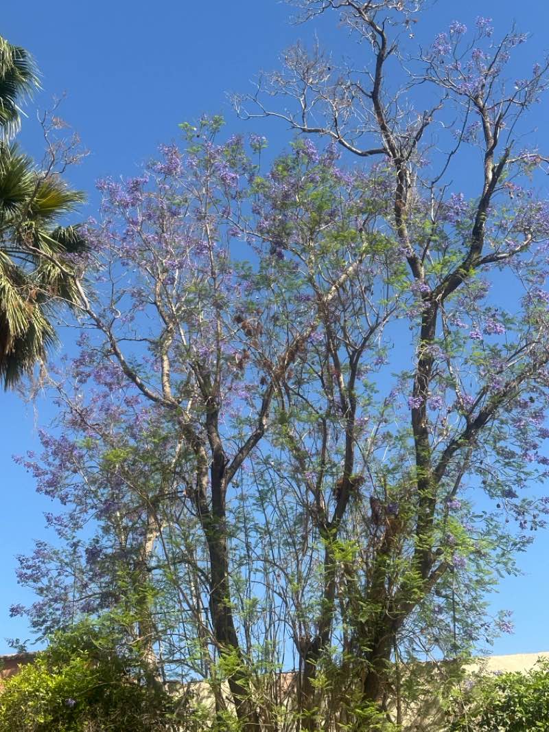 walking near me in Parc Lalla Hasna in winter