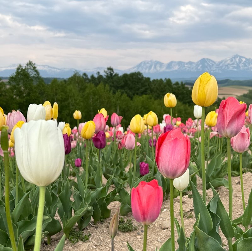 只要5公斤 profile