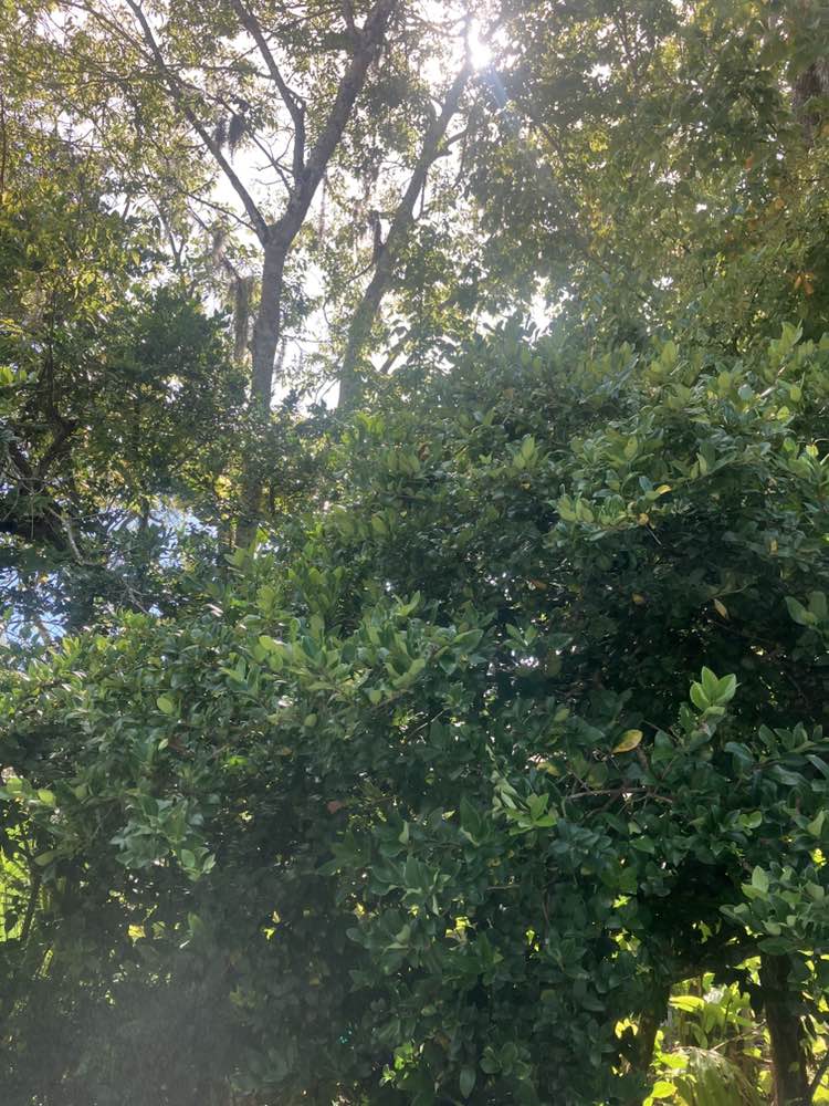 walking near me in Dunlawton Sugar Mill Gardens in autumn