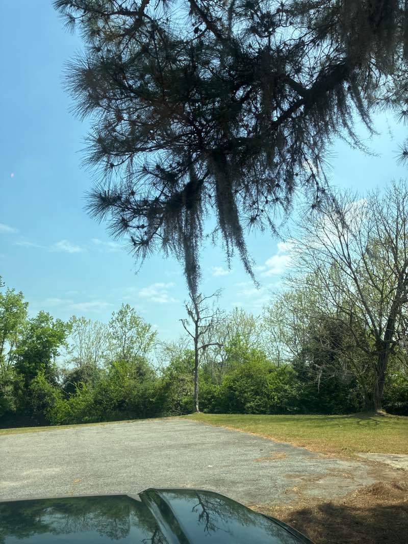 walking near me in New Savannah Bluff Lock and Dam Park in spring