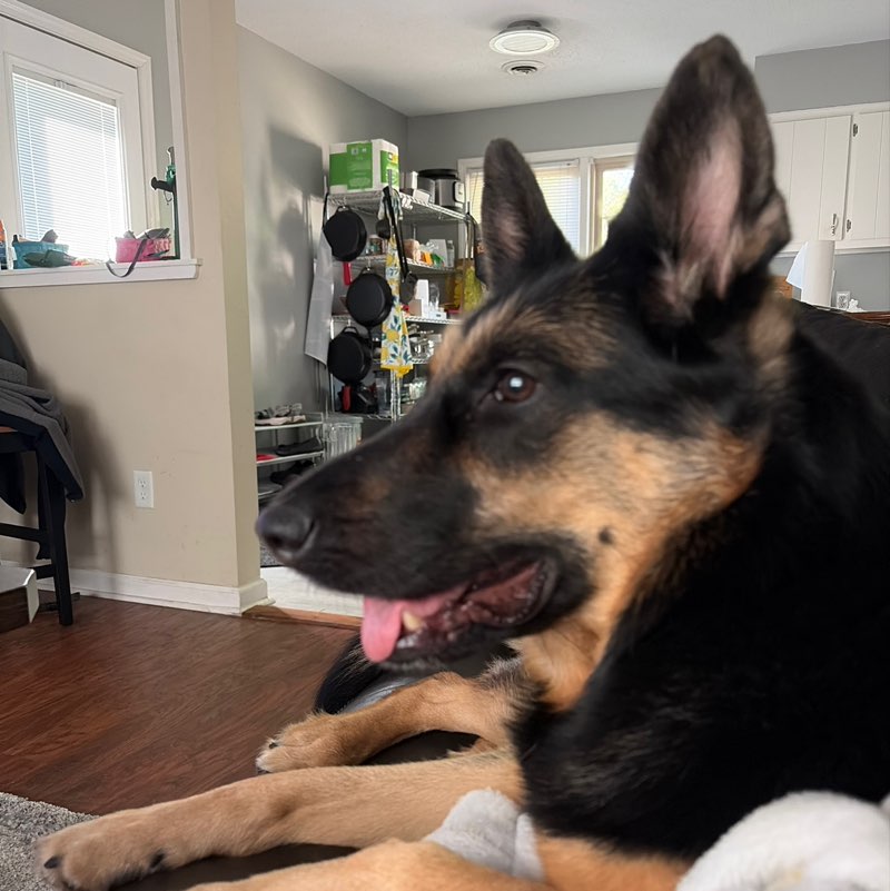 Dog dad