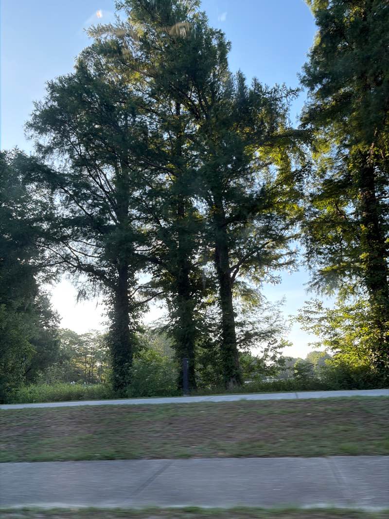 walking near me in Greenfield Park in summer