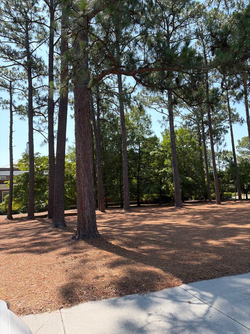 walking near me in Front Quad in summer