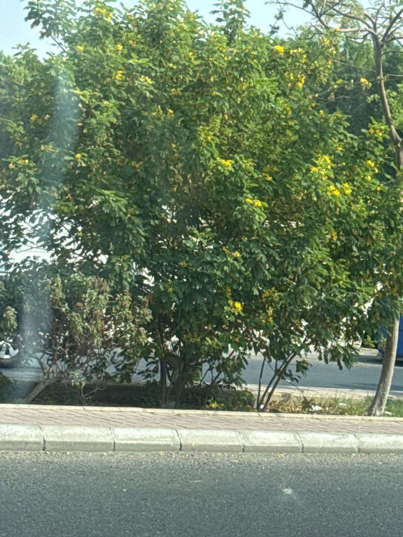 walking near me in Tihamah Park in autumn