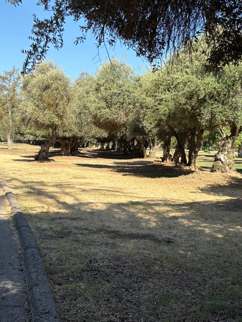 walking near me in Kearney Park in summer
