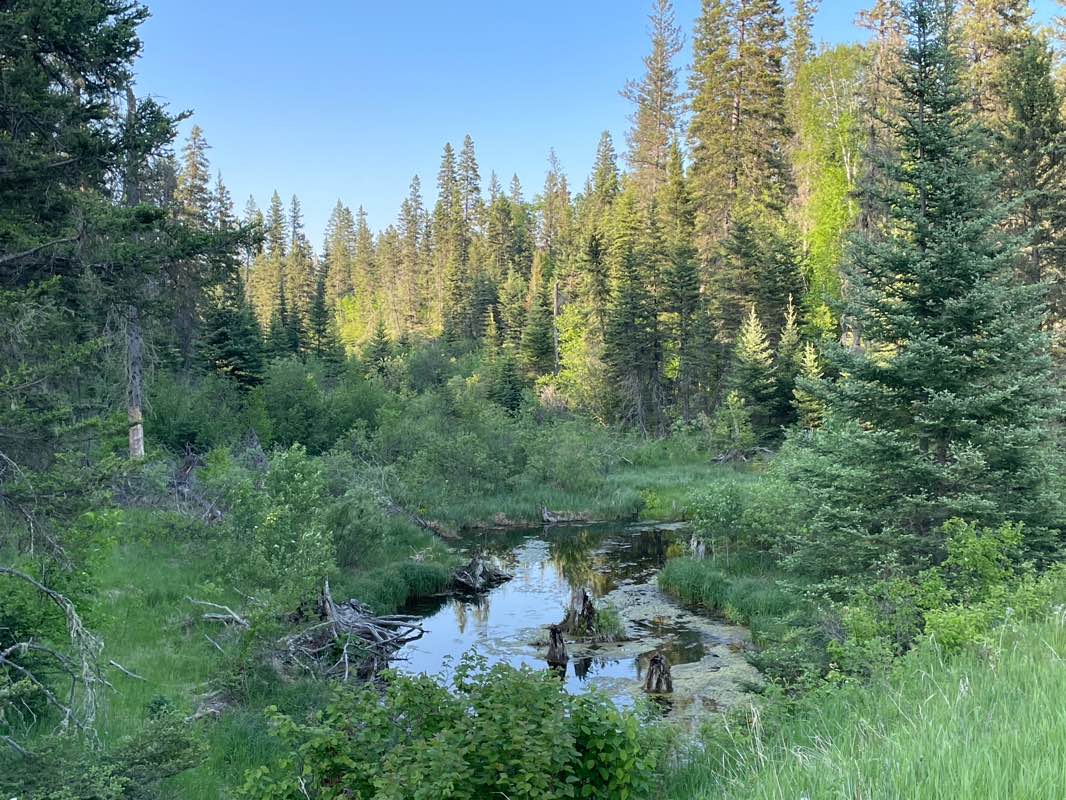 walking near me in Riding Mountain National Park in summer