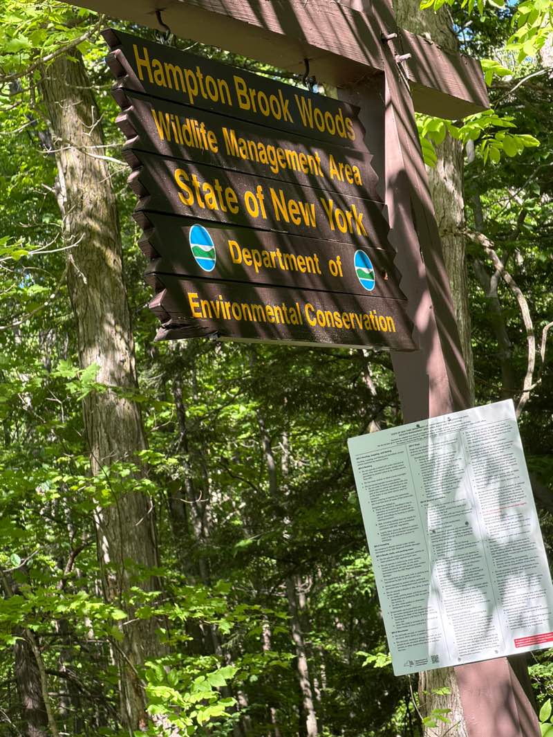 walking near me in Hampton Brook Woods Wildlife Management Area in summer