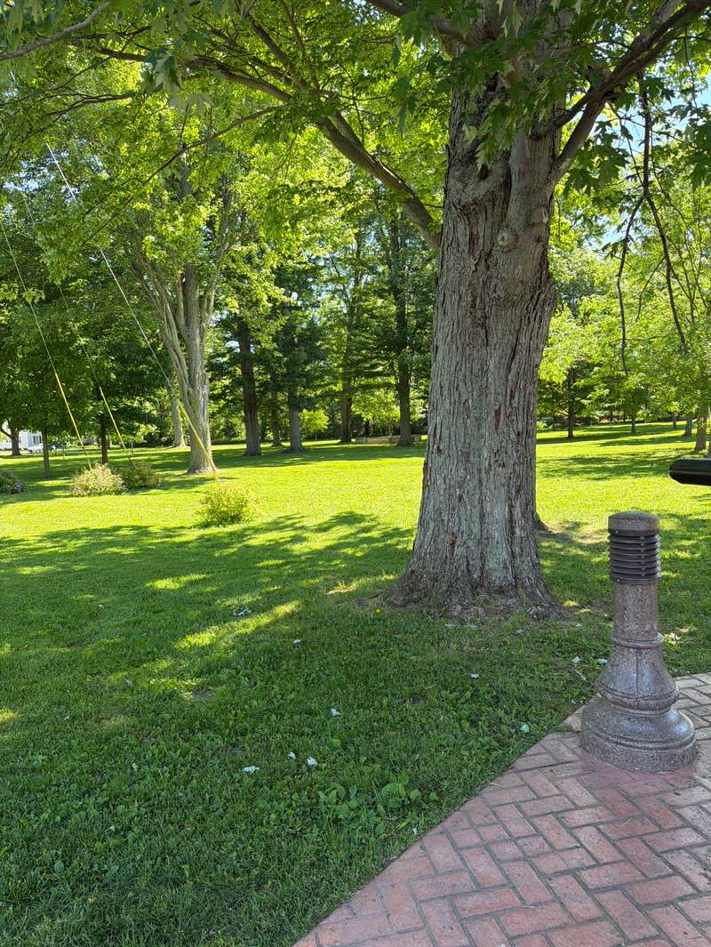 walking near me in Highland Ave Grove Tree Park in summer