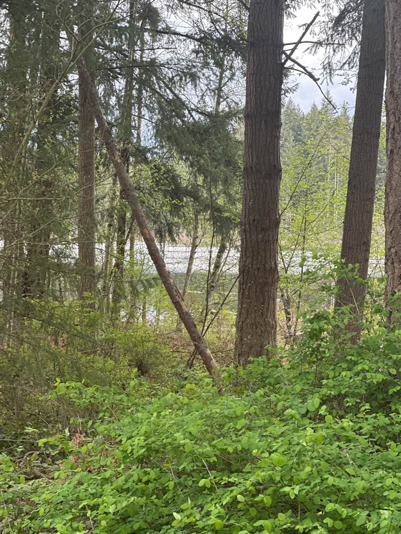 walking near me in Klahanie Park in spring