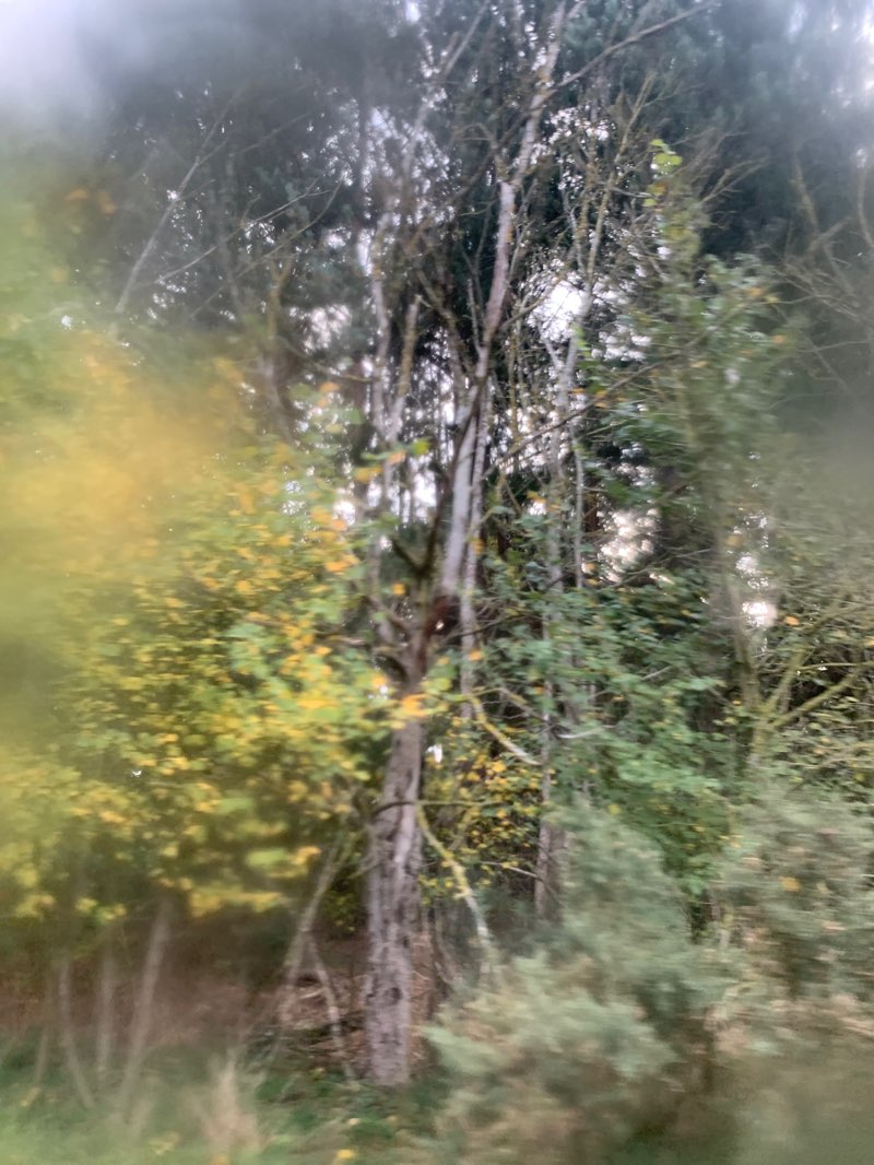 walking near me in Ampthill Park in autumn