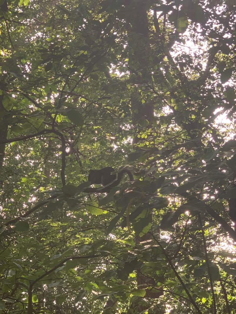 walking near me in Ampthill Park in summer
