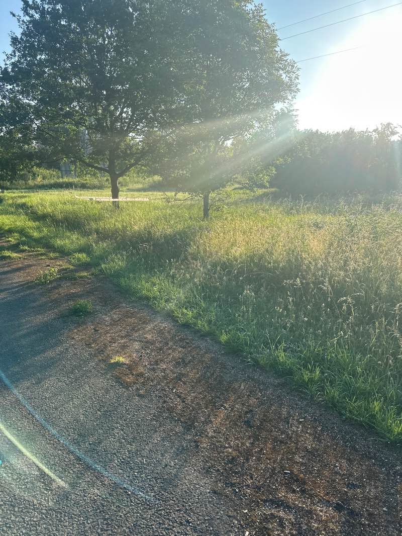walking near me in Thorney Country Park in summer